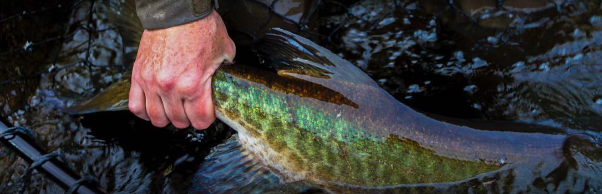 Musky & Smallmouth Fly Fishing | Guiding by  Winks