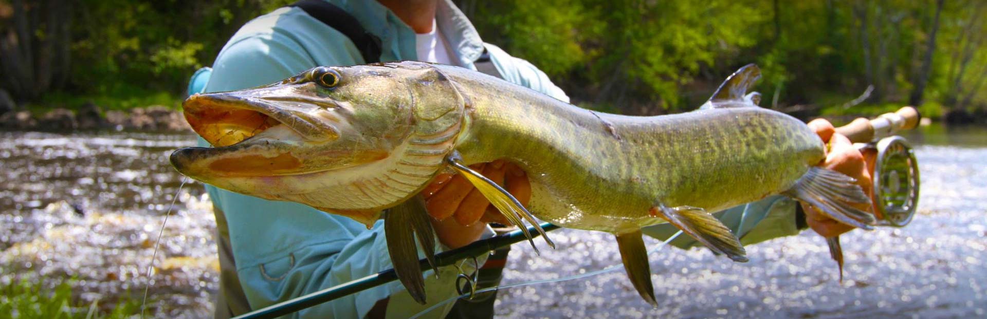 Wisconsin Guided Musky Fly Fishing